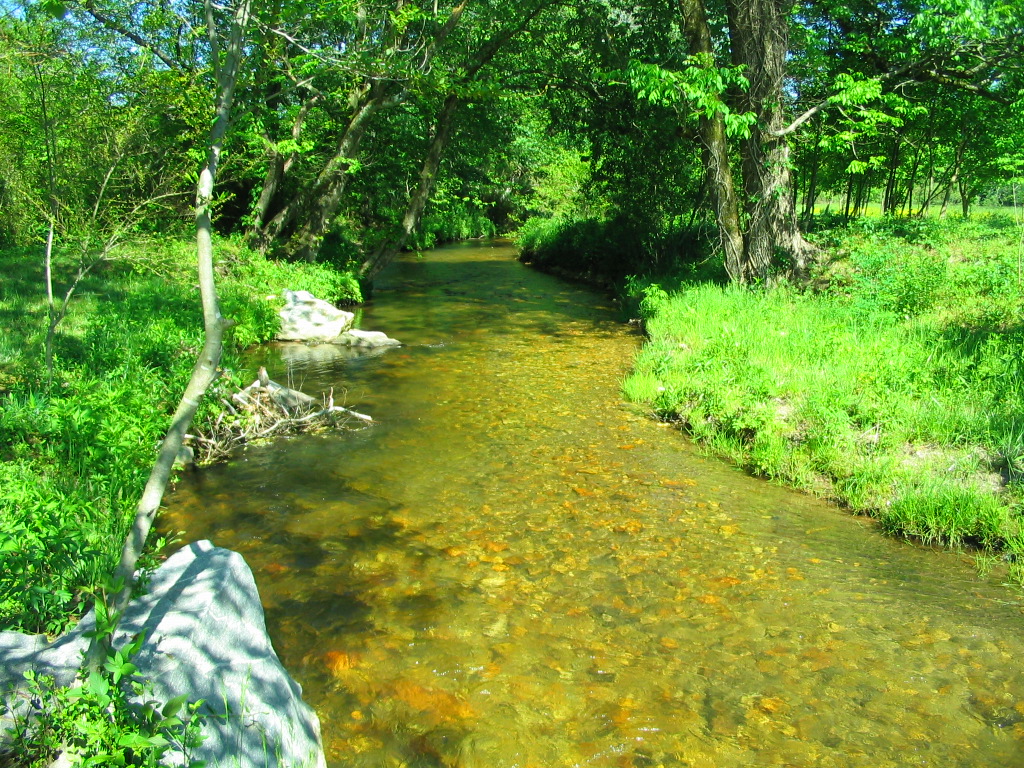 The Left Fork Soque River beneath green trees